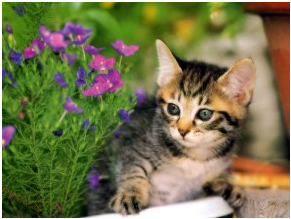 Kitten